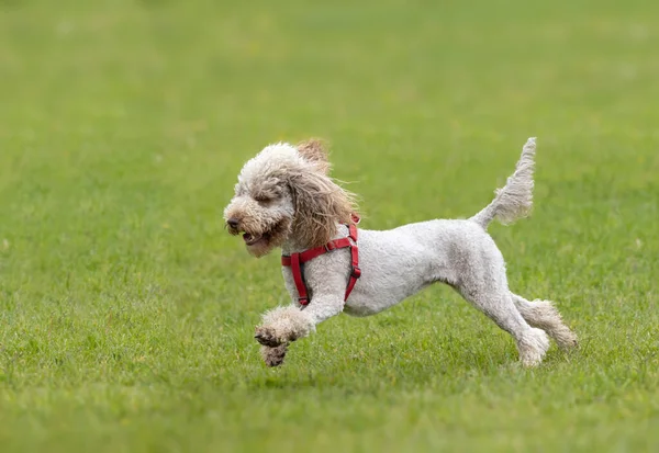 Side view of cute small light brown trimmed poodle with red harness running on grass with funny expression