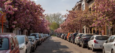 Mortsel şehrinin Panorama 'sı Doğu Asya kiraz ağaçları ve yol kenarına park edilmiş arabalarla dolu.