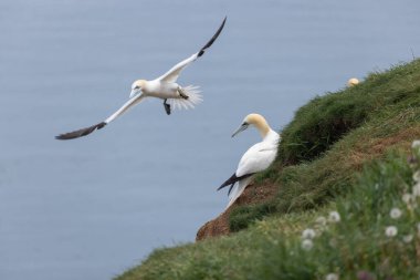 Avrupa sümsük kuşu (Morus bassanus), İngiltere 'nin Yorkshire şehrinin doğusundaki Bempton' da, RSPB tarafından işletilen bir doğa rezervi olan Bempton Cliffs 'de uçarken çimenlerin üzerinde yatmaktadır.