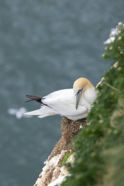 İngiltere, Yorkshire 'ın Doğu Biniciliği' ndeki Bempton 'da RSPB tarafından işletilen bir doğa rezervi olan Bempton Kayalıkları' nda yuva yapan Gannet.