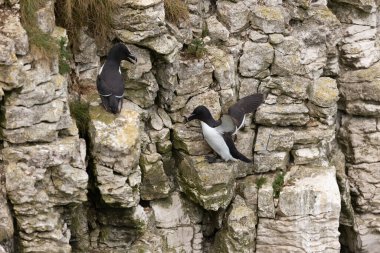 Bempton Kayalıkları 'ndaki kayalıklara yuva yapan bir çift ustura gagası (Alca torda), İngiltere' nin Yorkshire şehrinin doğusundaki Bempton 'da, RSPB tarafından işletilen bir doğa rezervi.