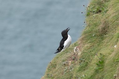 Razorbill kuşu (Alca torda), İngiltere 'nin Yorkshire şehrinin doğusundaki Bempton' da, RSPB tarafından işletilen bir doğa rezervi olan Bempton Kayalıkları 'ndaki kayalıklarda gagası açık bir şekilde duruyor.