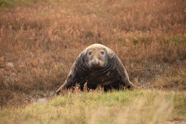 Seal in vegetation looking up and standing on front legs at Horsey gap in Norfolk, UK. British wildlife