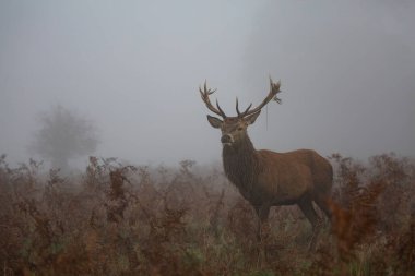 Red deer stag in the fog on a misty morning, moss hanging from his antlers