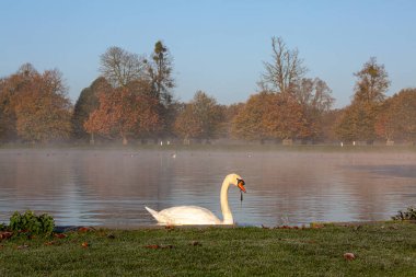 Swan in morning light at a misty foggy lake with blue sky with dripping water and moss hanging off beak
