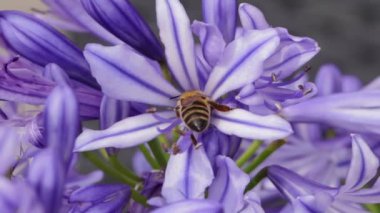 Macro slow motion of busy honeybee collecting Pollen of Purple Flower Petals during spring Season