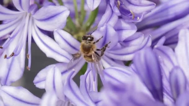 Macro Slow Motion Close Busy Bee Collecting Pollen Purple Flower — Vídeos de Stock