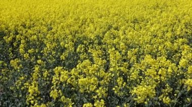 Sarı çiçek açan kanola alanı. Tarım alanında kolza tohumu. Hayvan yemi, sebze yağı ve biyodizel üretimi için yetiştirilen kolza tohumu tarlası.