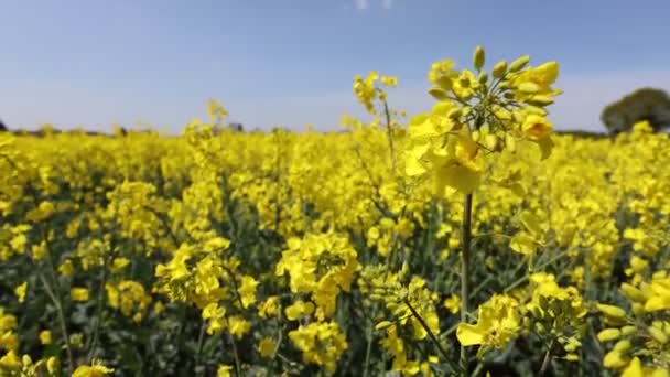 Yellow Flower Blossom Rapeseed Canola Agriculture Field Beautiful Blooming Rapeseed — Wideo stockowe