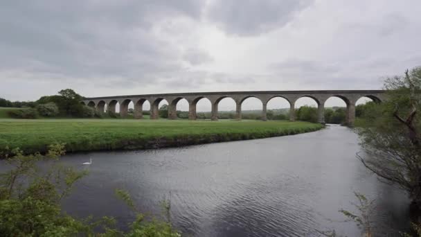 Swan Swimming River Arthington Viaduct Otley Cloudy Day — Video