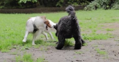 Sheltie and poodles play fighting at the dog park showing teeth and pushing each other. 4K Slow motion dog fun footage