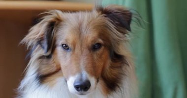Alert Sheltie dog staring into camera and looking up with cute eyes. Slow motion