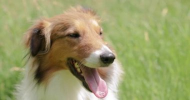 Beautiful young sheltie dog squinting eyes and yawning on a sunny day with green grass background. 4K Slow motion Footage.