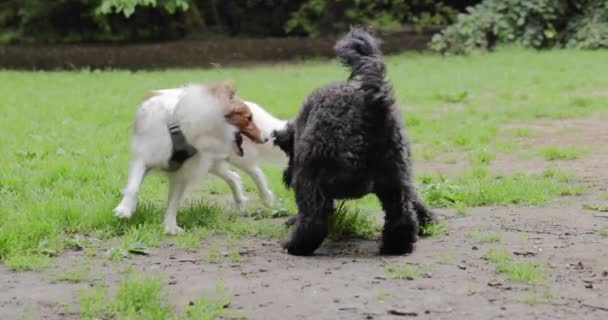 Sheltie Poodles Play Fighting Dog Park Showing Teeth Pushing Each — Video