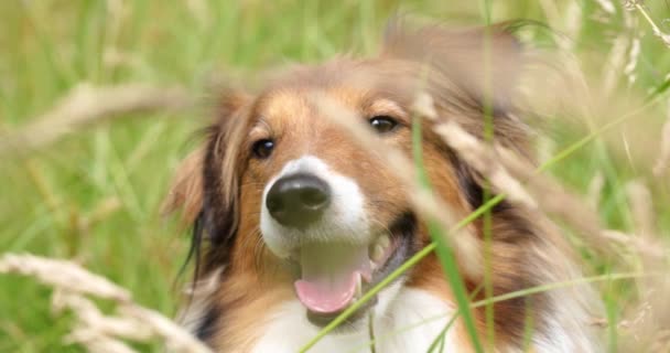 Sheltie Dog Grass Looking Sideways Tongue Out Slow Motion Footage — Stockvideo