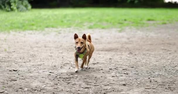 Small Light Brown Dog Yellow Harness Walking Camera Dog Park — Stockvideo