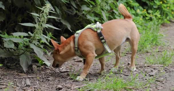 Small Light Brown Male Dog Yellow Harness Sniffing Nettles Lifting — Stockvideo