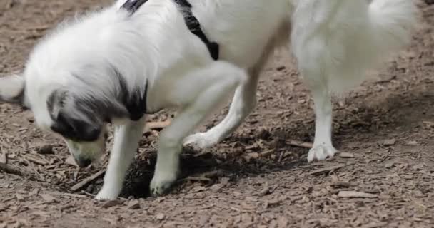 White Border Collie Black Harness Digging Hole Moving Soil Dog — Stockvideo