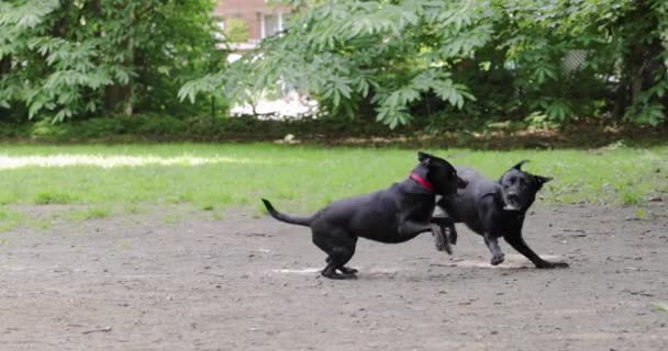 Δύο Μαύρα Σκυλιά Παίζουν Ξύλο Στο Πάρκο Σκύλων Σάλιο Και — Αρχείο Βίντεο