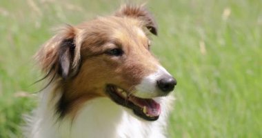 Sheltie dog outdoors looking sideways and panting with saliva on the tip of tongue on a hot summer day with a green grass background. 4K Slow motion Footage