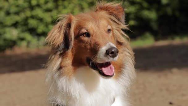 Sheltie Dog Looking Sideways Panting Tongue Out Beautiful Light Slow — Stock video