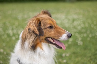 Portrait of sheltie dog looking sideways with mouth open and tongue out behind a green grass background
