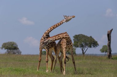 Two male giraffes necking and fighting over dominance in the African bush Masai Mara, Kenya