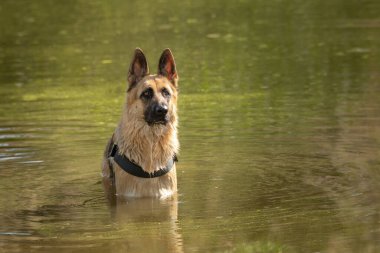 Alsatian or German shepherd wearing harness sitting in the water with ears up