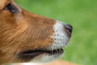 Closeup of sheltie dog snout, nose, eye and whiskers