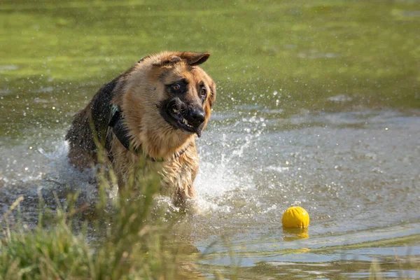 Funny Alsatian German Shepherd Shaking Head Water Catching Yellow Ball — Stock fotografie