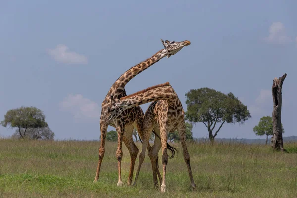 Two Male Giraffes Necking Fighting Dominance African Bush Masai Mara — Stock Fotó