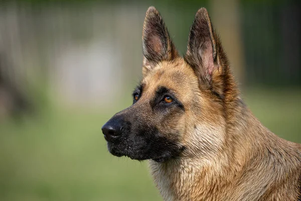 Alsatian German Shepherd Portrait Head Beautiful Eyes — Stockfoto