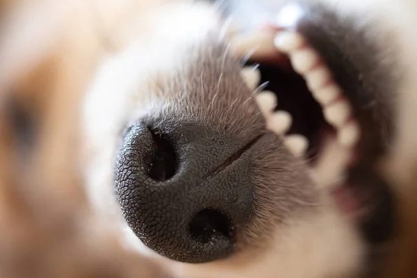 Closeup of dog nose and teeth