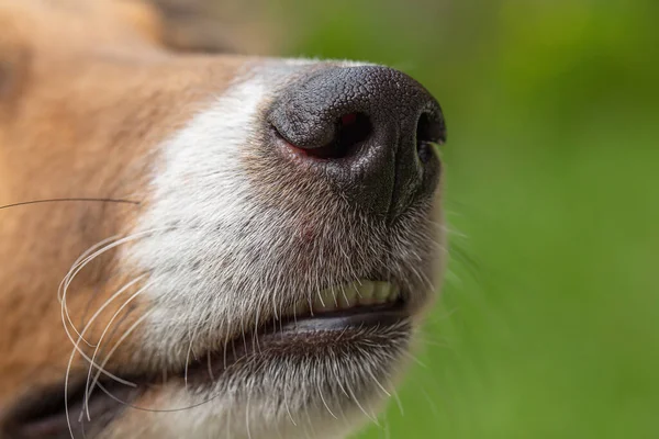 Closeup of sheltie dog nose and whiskers