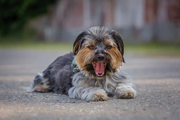Cute Small Dog Lying Ground Yawning — ストック写真