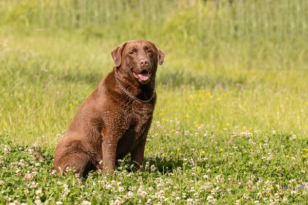 Fat Overweight Old Brown Labrador Sitting Grass — Stock Photo, Image