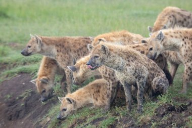 Sırtlanın biri Masai Mara oyununun Afrika çalılıklarında burnunu yalarken, benekli sırtlan klanı kıyıya bakıyor.