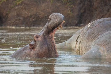 Sudaki su aygırı başka bir su aygırına esniyor. Safaride Afrika yaban hayatı