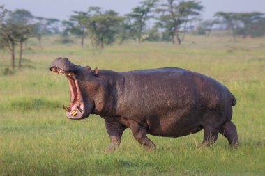 Kenya 'da Masai Mara' nın oyun parkında su aygırları çimde yürüyor. Safaride Afrika yaban hayatı