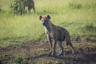 Islak benekli sırtlan sırılsıklam su damlatıyor Masai Mara oyun parkının Afrika çim düzlüklerine, Kenya. Safaride vahşi yaşam