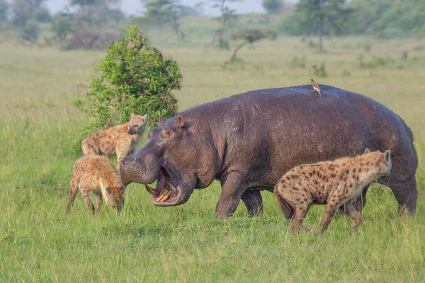 Clan Van Gevlekte Hyena Rond Nijlpaard Die Het Gras Loopt — Stockfoto