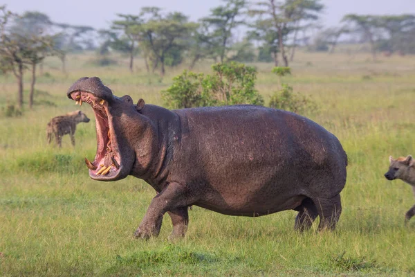Hippopotamus Går Gräset Med Öppen Mun Medan Jagad Fläckig Hyena — Stockfoto