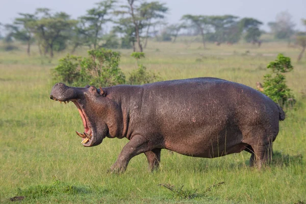 Hipopótamo Caminhando Sobre Grama Com Boca Aberta Nas Planícies Masai — Fotografia de Stock