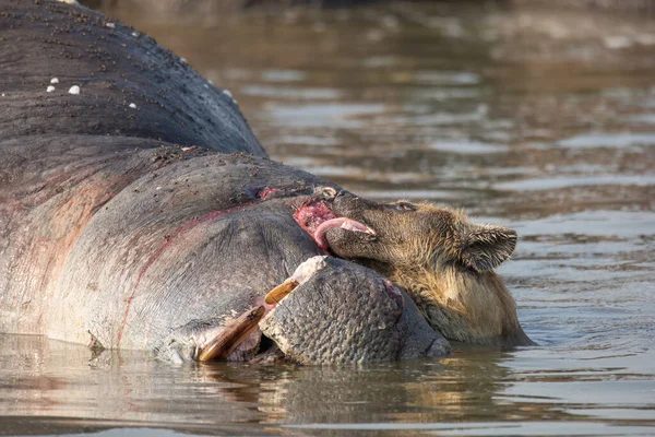 Gespot Hyena Het Water Speuren Likken Nijlpaard Kadaver Wilde Dieren — Stockfoto
