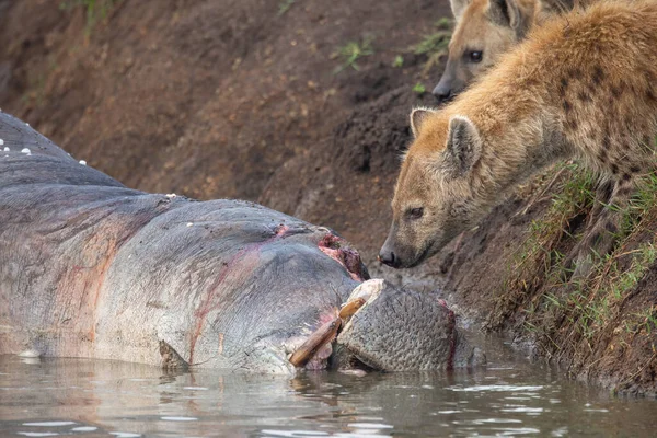 Sett Hyena Flodstranden Sniffa Döda Flodhästkadaver Liggande Vattnet Scavengers Sett — Stockfoto