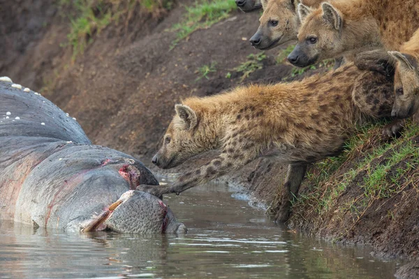 Sett Hyena Knuffa Död Flodhäst Vattnet Medan Klanen Tittar Från — Stockfoto