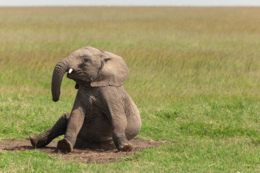 Genç Afrika filinin çimenlerde oturup kameraya baktığı komik bir fotoğraf. Masai Mara 'nın Vahşi Hayatı, Kenya
