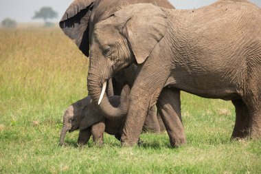 Kenya, Masai Mara 'daki Afrika bozkırında bebeğinin yanında yürüyen anne fil.