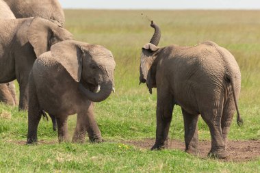 Genç Afrika filleri oyun oynuyor ve gövdelerinden toprak üflüyorlar. Kenya, Masai Mara 'da vahşi hayvanların vahşi yaşam aile davranışları.