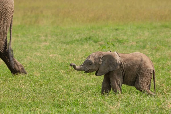 Bebé Elefante Africano Caminando Hierba Siguiendo Familia Cola Madre Vida —  Fotos de Stock